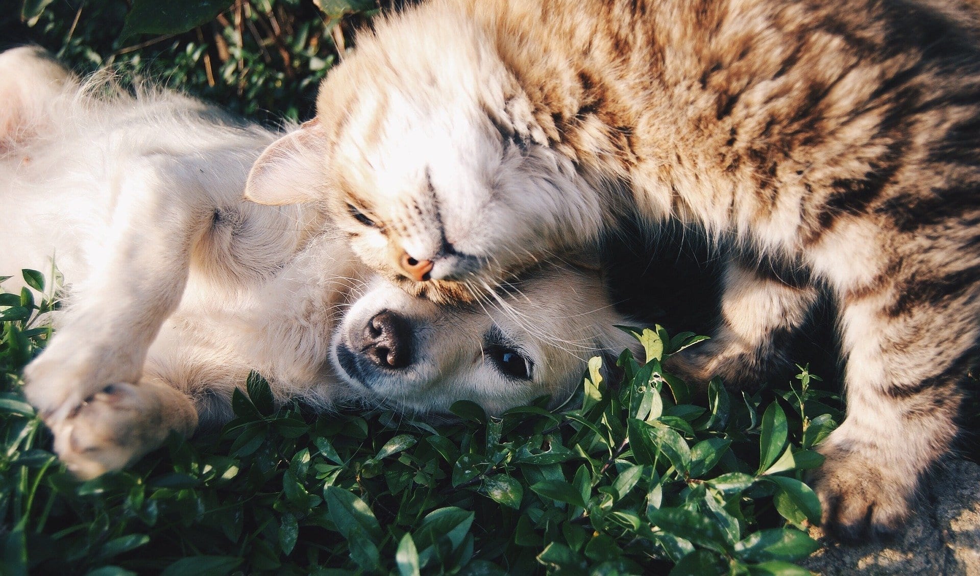 Orange cat rubbing its face against a white puppy dog laying in the grass
