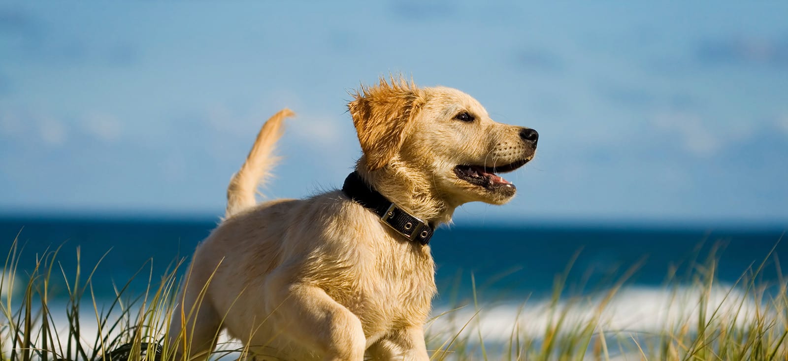 A yellow lab puppy having fun at the beach.
