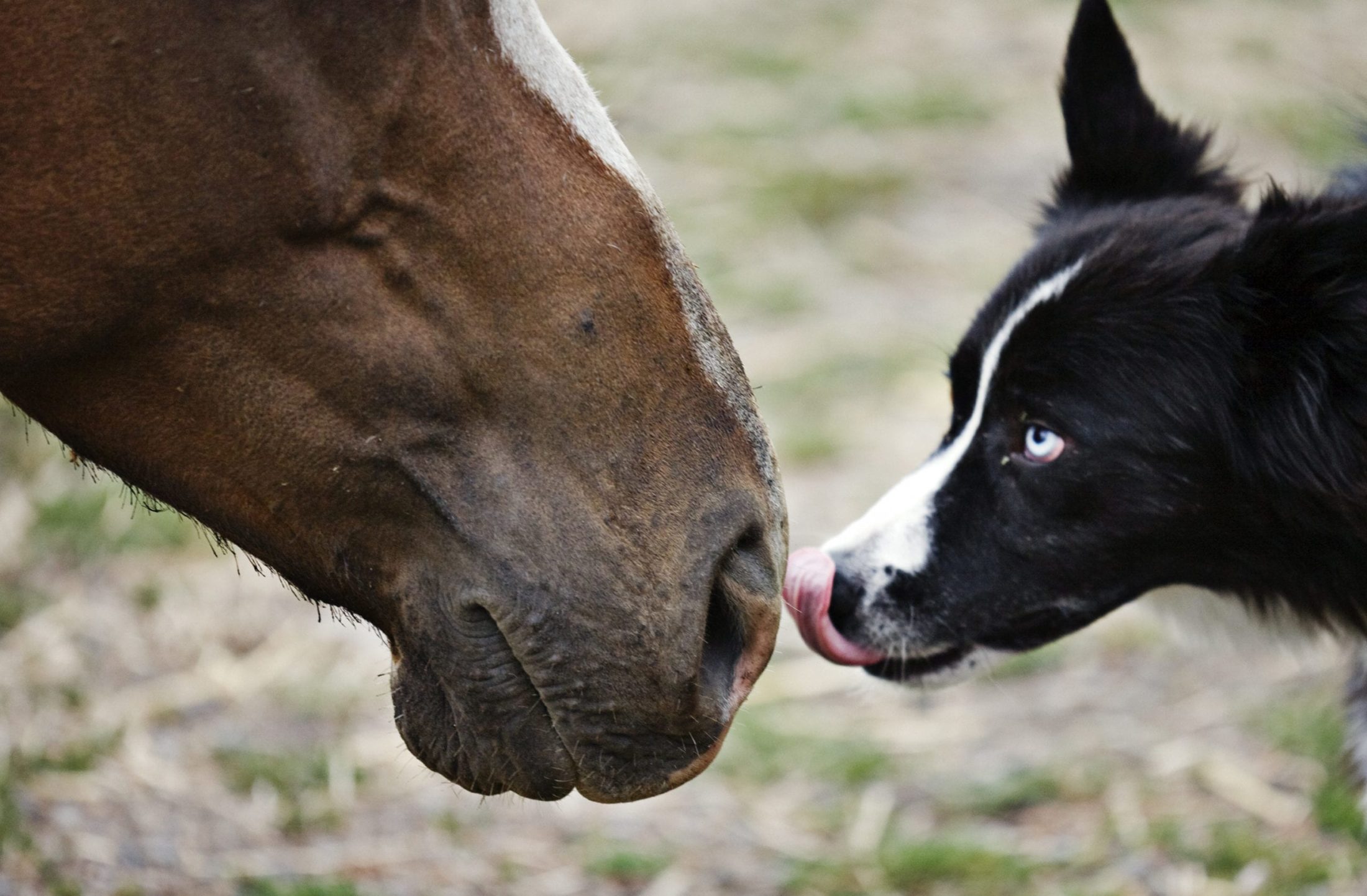 Close up shot of a black and white dog licking the nose of a brown horse.